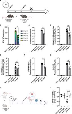 Adenosine deaminase augments SARS-CoV-2 specific cellular and humoral responses in aged mouse models of immunization and challenge